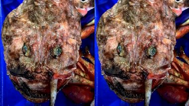 Scary Alien-Looking Fish Caught in Southeastern Australia! Fisherman Shares Viral Picture of Mysterious ‘Sea Monster Beast’ That Has Left Netizens Baffled